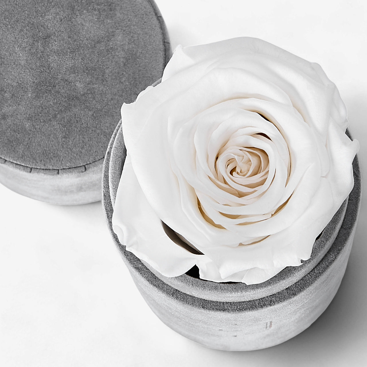 Wieczna róża w pudełku ROYAL ROSES biała wieczna róża na prezent