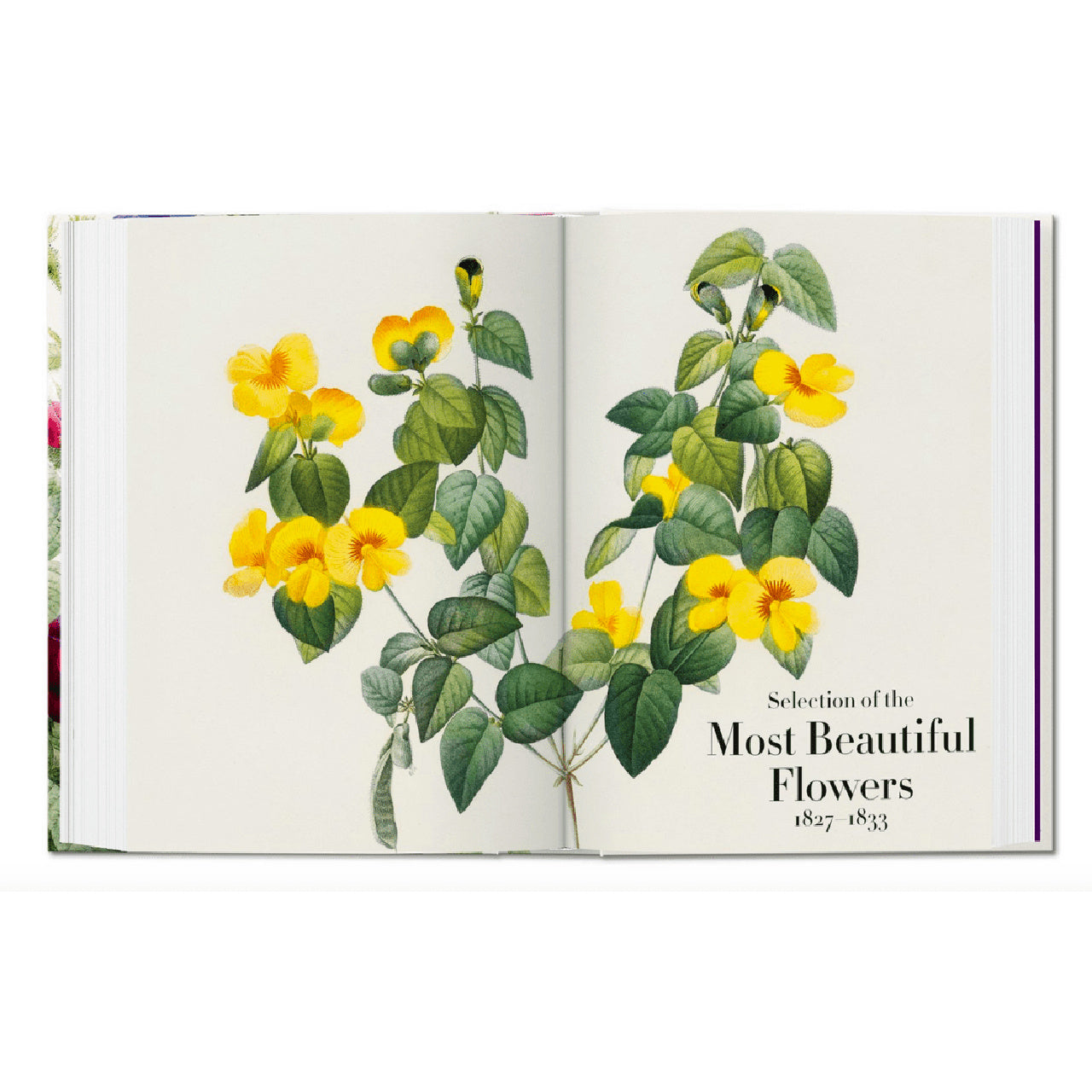 Książka The Book Of Flowers prezent dla artystki