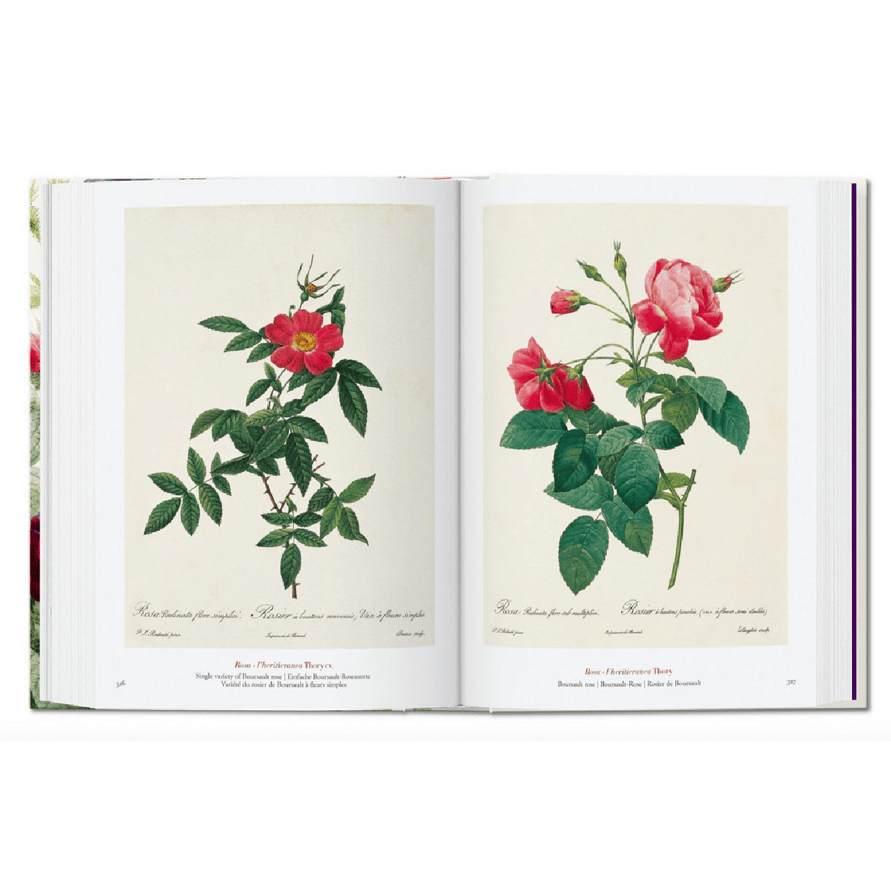 Książka The Book Of Flowers prezent dla artystki